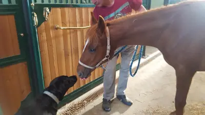 Altri animali domestici presso l'agriturismo o nei dintorni
