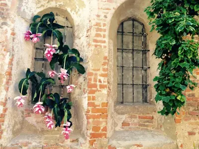 Giardino di Mood-Siro Comi