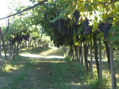 Giardino di Bed & Breakfast Sforza 19