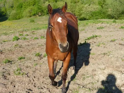Altri animali domestici presso l'agriturismo o nei dintorni