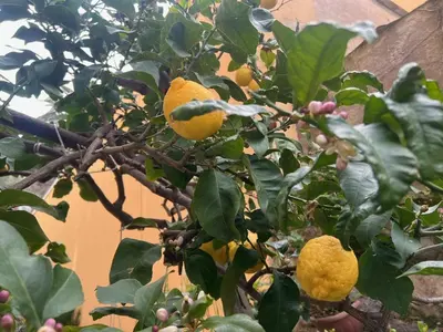Planimetria di Appartamento vicino al mare