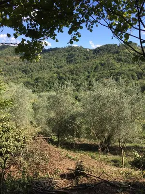 Paesaggio naturale nelle vicinanze dell'affittacamere
