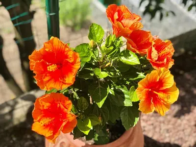 Giardino di Foglie d'Argento