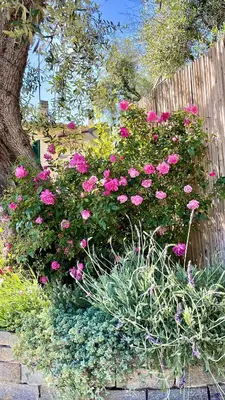 Giardino di Foglie d'Argento