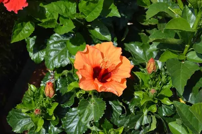 Giardino di B&B Cambusa