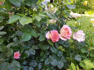 Giardino di La Villa delle Rose