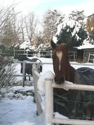 Altri animali domestici presso il bed & breakfast o nei dintorni