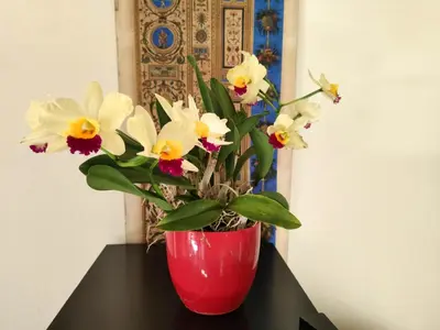 Planimetria di La Casa nel Borgo