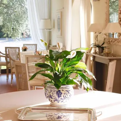 Planimetria di Villa Agnese