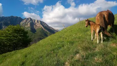 Altri animali domestici presso il bed & breakfast o nei dintorni