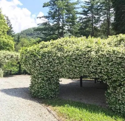 Giardino di Il Bosco di Campo Marzano studios