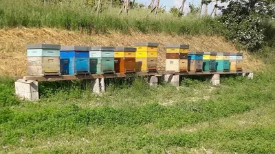 Planimetria di Agriturismo Il Colore del Grano