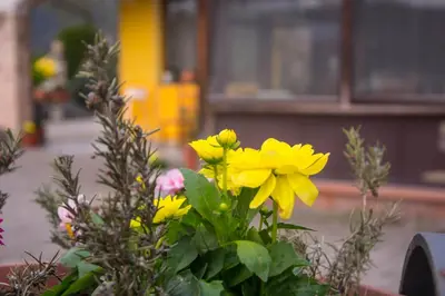 Giardino di Affittacamere Dell'Autista