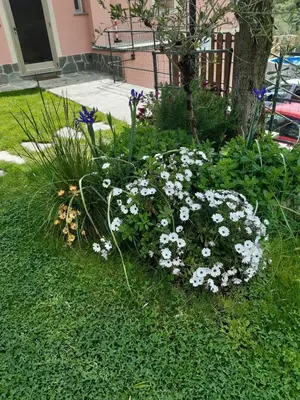 Giardino di Fior d'olivo - Villa con piscina privata a pochi minuti dal centro di Sestri Levante, mare e spiaggie