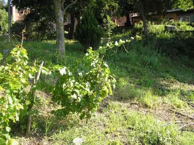 Giardino di B&B IL BOSCHETTO