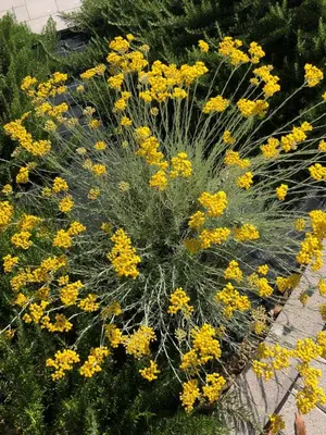 Giardino di RTA La Pineta