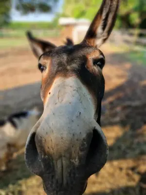 Altri animali domestici presso l'agriturismo o nei dintorni