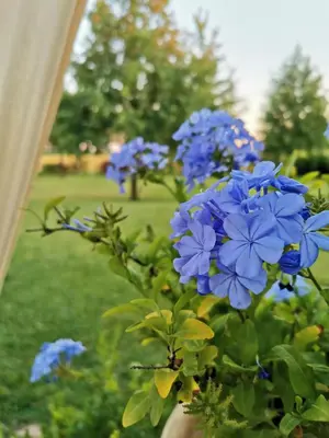 Giardino di B&B Casazze Dream