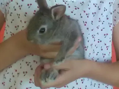 Altri animali domestici presso l'agriturismo o nei dintorni