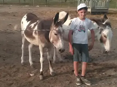 Altri animali domestici presso l'agriturismo o nei dintorni