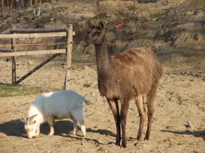 Altri animali domestici presso l'agriturismo o nei dintorni