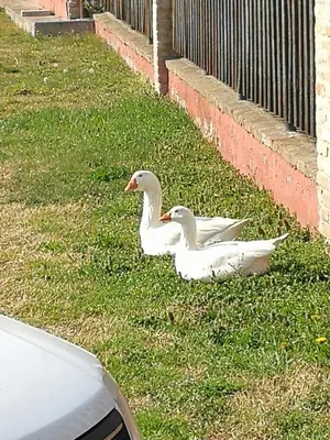 Altri animali domestici presso the country house o nei dintorni