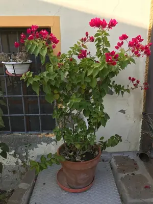 Giardino di La casa tra i vigneti