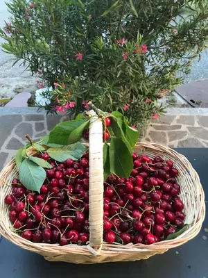 Giardino di La casa tra i vigneti