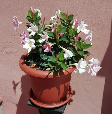 Planimetria di Casa Ofelia