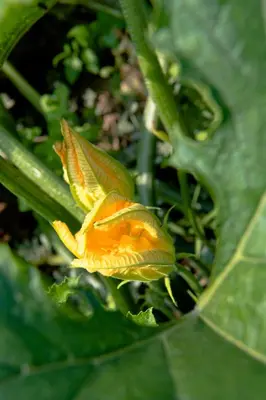 Planimetria di Le Rondini