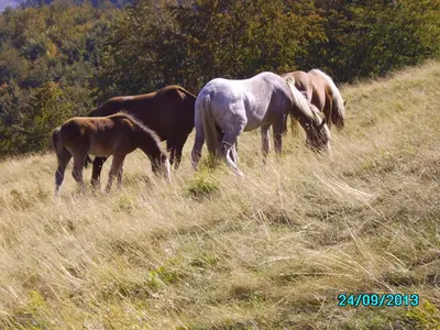 Altri animali domestici presso la casa vacanze o nei dintorni