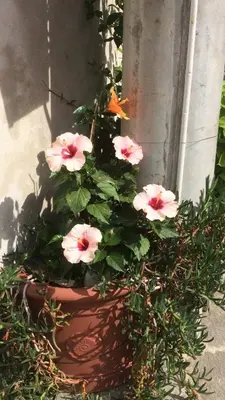 Giardino di Affittacamere AlFrantoio