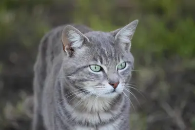 Ospiti di La casa dei gatti con animali domestici
