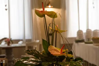 Ristorante o altro punto ristoro di Hotel Europa