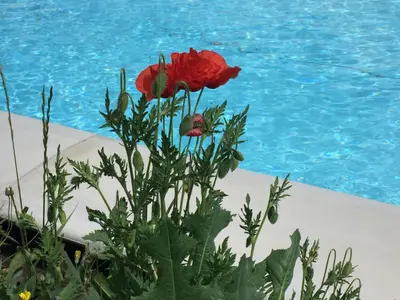 Piscina di nido d'amore o nelle vicinanze