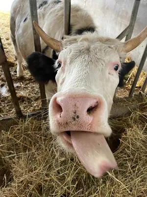 Altri animali domestici presso l'agriturismo o nei dintorni