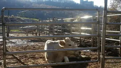 Altri animali domestici presso l'agriturismo o nei dintorni