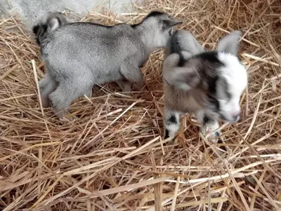 Altri animali domestici presso l'agriturismo o nei dintorni