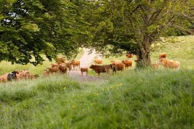 Altri animali domestici presso l'agriturismo o nei dintorni