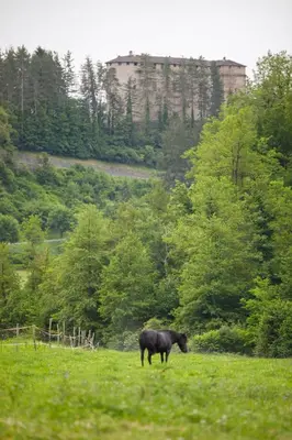 Altri animali domestici presso l'agriturismo o nei dintorni