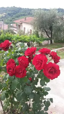 Giardino di casetta del nonno bis