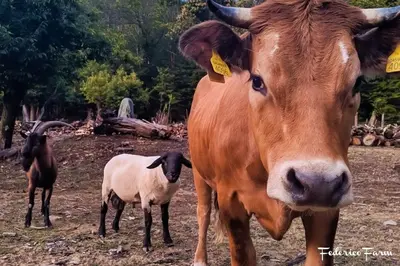 Altri animali domestici presso l'agriturismo o nei dintorni