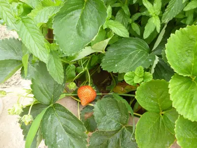 Giardino di Elicrim