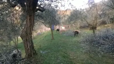 Altri animali domestici presso la casa vacanze o nei dintorni