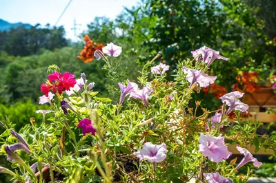 Giardino di Buenavista Home