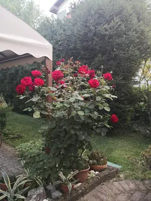 Giardino di La Casa di Tino