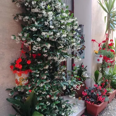 Giardino di Affittacamere Rosa Dei Venti