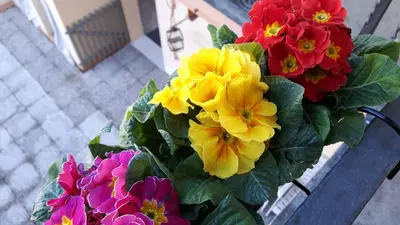 Planimetria di AT HOME IN CREMONA
