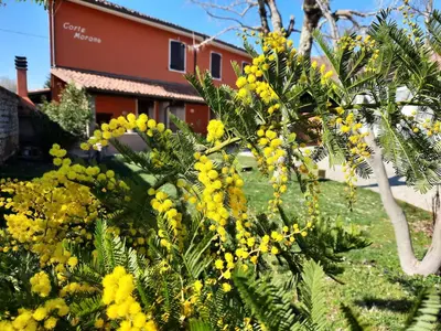 Giardino di CORTE MORONA