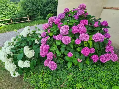 Giardino di Apartment di Magnano by Interhome